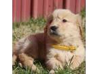 Golden Retriever Puppy for sale in Mohawk, NY, USA