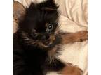 Scruffie Yorkie/pom