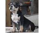Mutt Puppy for sale in Fayetteville, TN, USA