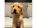 Golden Retriever Puppy for sale in Telephone, TX, USA