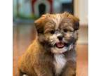 Shiranian Puppy for sale in Gurnee, IL, USA