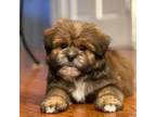 Shiranian Puppy for sale in Gurnee, IL, USA