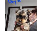 Yorkshire Terrier Puppy for sale in Askov, MN, USA