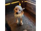 Labradoodle Puppy for sale in Alma, GA, USA