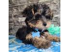 Yorkshire Terrier Puppy for sale in South Whitley, IN, USA