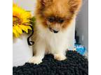 Pomeranian Puppy for sale in Falls Church, VA, USA