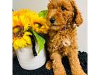 Mutt Puppy for sale in Falls Church, VA, USA