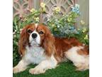 Cavalier King Charles Spaniel Puppy for sale in Hutchinson, KS, USA