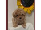 Maltipoo Puppy for sale in Russellville, AR, USA