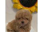 Maltipoo Puppy for sale in Rogers, AR, USA