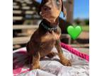 Doberman Pinscher Puppy for sale in Fort Thomas, AZ, USA