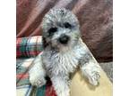 Mutt Puppy for sale in Youngstown, OH, USA
