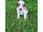 Saint Berdoodle Puppy for sale in Moose Lake, MN, USA