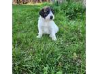 Saint Berdoodle Puppy for sale in Moose Lake, MN, USA