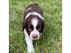 English Springer Spaniel Puppy for sale in Halstead, KS, USA