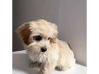 Shih-Poo Puppy for sale in Philadelphia, PA, USA