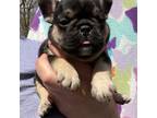 French Bulldog Puppy for sale in Champlain, NY, USA