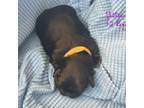 Shih Tzu Puppy for sale in Henderson, NV, USA