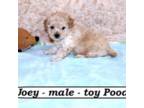 Poodle (Toy) Puppy for sale in Clarkrange, TN, USA