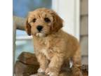 Cavachon Puppy for sale in Chouteau, OK, USA