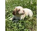 Cavapoo Puppy for sale in Atoka, OK, USA
