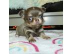 Chihuahua Puppy for sale in Gray, KY, USA