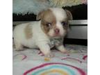 Chihuahua Puppy for sale in Gray, KY, USA
