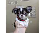 Chihuahua Puppy for sale in Las Vegas, NV, USA