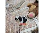 Shih Tzu Puppy for sale in Stigler, OK, USA