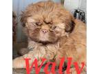 Shih Tzu Puppy for sale in Stigler, OK, USA