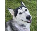 Adopt Orchid a Husky