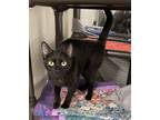 Adopt Rosebud a Domestic Short Hair