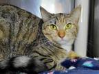 Adopt Bali a Domestic Short Hair