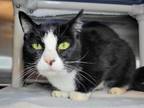 Adopt Figgy a Domestic Short Hair