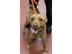 Adopt Carmel a Labrador Retriever, Spaniel