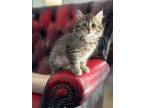 Adopt Fir a Domestic Medium Hair, Tabby