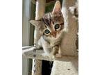 Adopt Cherry a Domestic Short Hair, Tabby