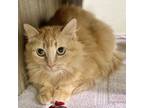 Adopt ALLURA a Domestic Medium Hair