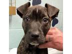 Adopt Eve a Pit Bull Terrier