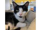 Adopt Mildred Pierce a Domestic Short Hair