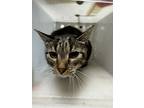 Adopt Sophia a Domestic Short Hair