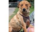 Adopt Clover a Labrador Retriever, Mixed Breed