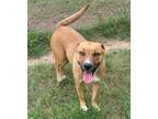 Adopt Paisley a Labrador Retriever, Mixed Breed