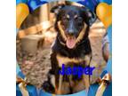 Adopt Jasper a Australian Shepherd