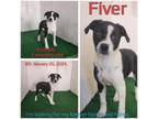 Adopt Fiver a Mixed Breed