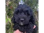 Mutt Puppy for sale in Fort Myers, FL, USA
