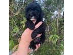 Mutt Puppy for sale in Fort Myers, FL, USA