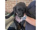 Adopt Haddie a Labrador Retriever