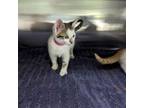 Adopt Splenda a Domestic Short Hair