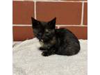 Adopt (T Hold) Wilma a Domestic Short Hair